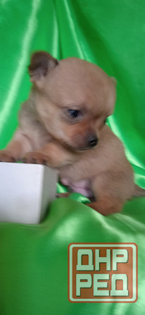 Мальчик, мини Донецк - изображение 2