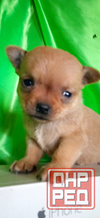 Мальчик, мини Донецк - изображение 4