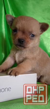 Мальчик, мини Донецк - изображение 5