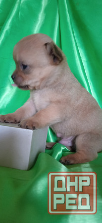 Мальчик, мини Донецк - изображение 6