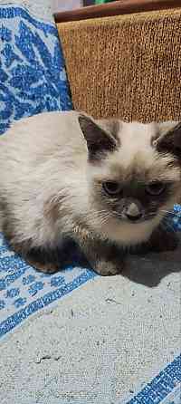 Голубоглазые котя Донецк