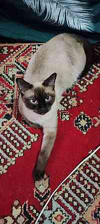 Голубоглазые котя Донецк