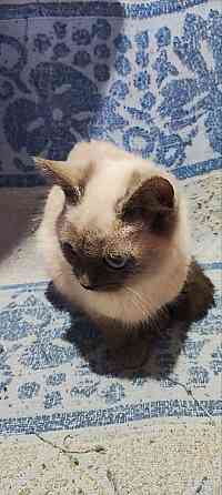 Голубоглазые котя Донецк