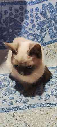 Голубоглазые котя Донецк