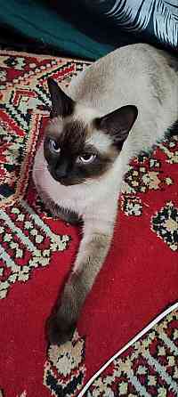 Голубоглазые котя Донецк