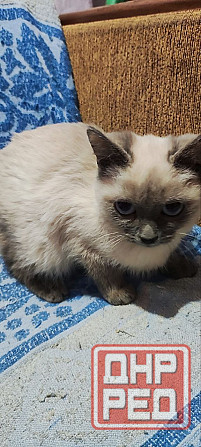 Голубоглазые котя Донецк - изображение 4