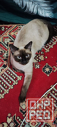 Голубоглазые котя Донецк - изображение 2