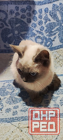 Голубоглазые котя Донецк - изображение 5