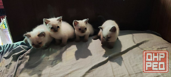Голубоглазые котя Донецк - изображение 6