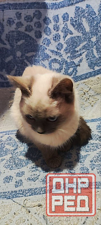 Голубоглазые котя Донецк - изображение 3