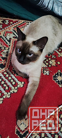 Голубоглазые котя Донецк - изображение 1