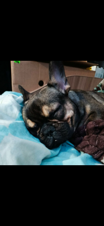 Продам французского бульдога Донецк