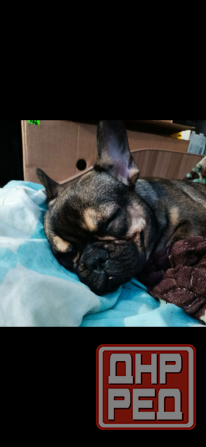 Продам французского бульдога Донецк - изображение 1