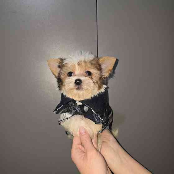 Биро-йорширский терьер Донецк