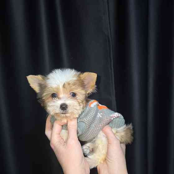 Биро-йорширский терьер Донецк