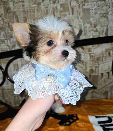 Биро-йорширский терьер Донецк