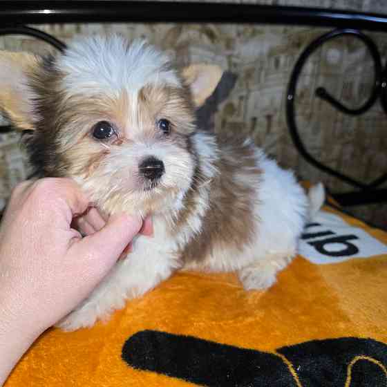 Биро-йорширский терьер Донецк