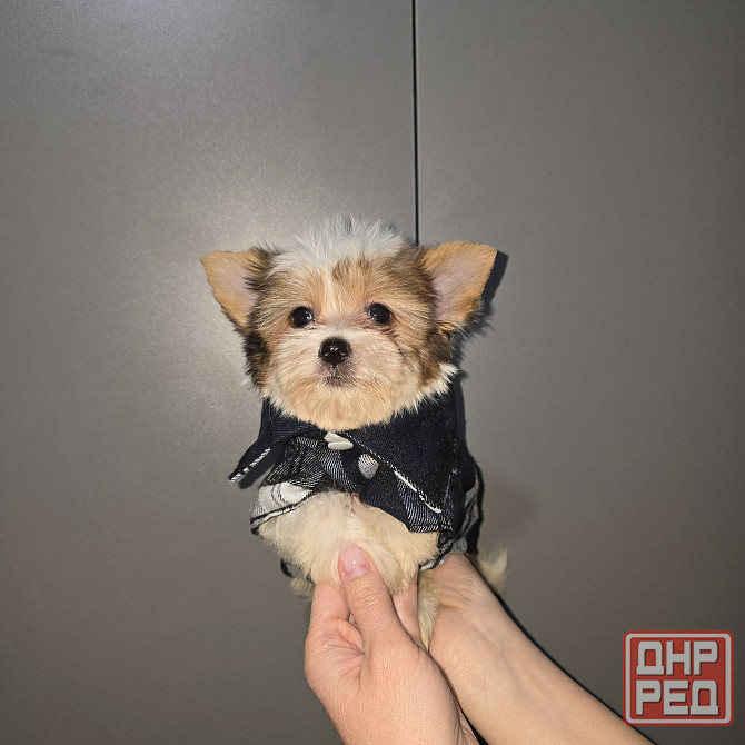 Биро-йорширский терьер Донецк - изображение 4