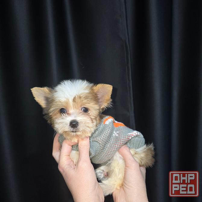 Биро-йорширский терьер Донецк - изображение 3