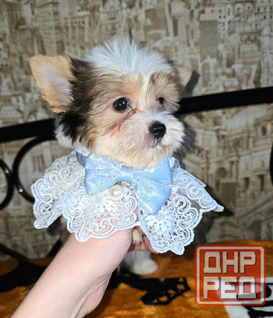 Биро-йорширский терьер Донецк - изображение 2