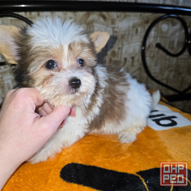 Биро-йорширский терьер Донецк - изображение 1