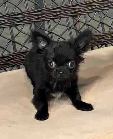 Продам щенка Донецк