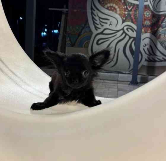 Продам щенка Донецк