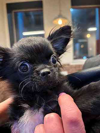 Продам щенка Донецк