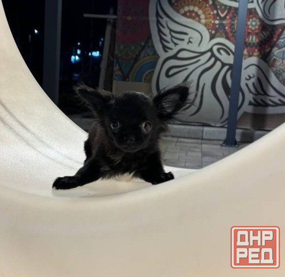 Продам щенка Донецк - изображение 4