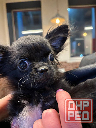 Продам щенка Донецк - изображение 1