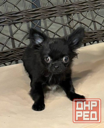 Продам щенка Донецк - изображение 3