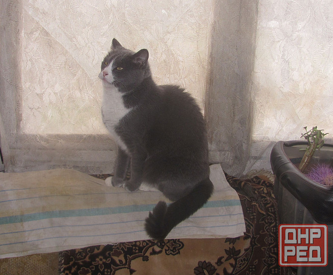 Сыбига, не долго "премьером" Донецк - изображение 1