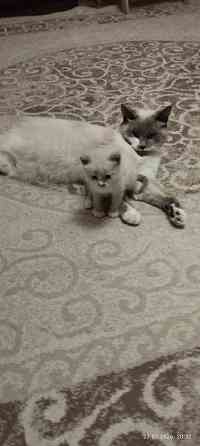 Котик Донецк