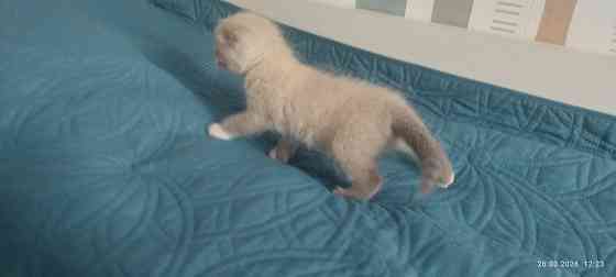 Котик Донецк