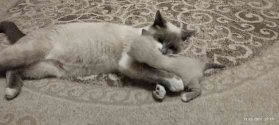 Котик Донецк