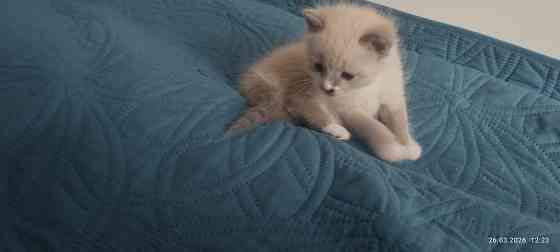 Котик Донецк