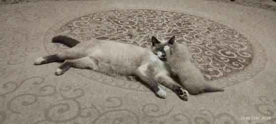 Котик Донецк