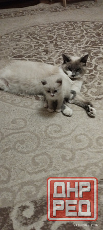 Котик Донецк - изображение 1