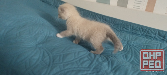 Котик Донецк - изображение 5