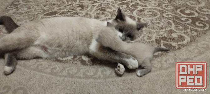 Котик Донецк - изображение 3