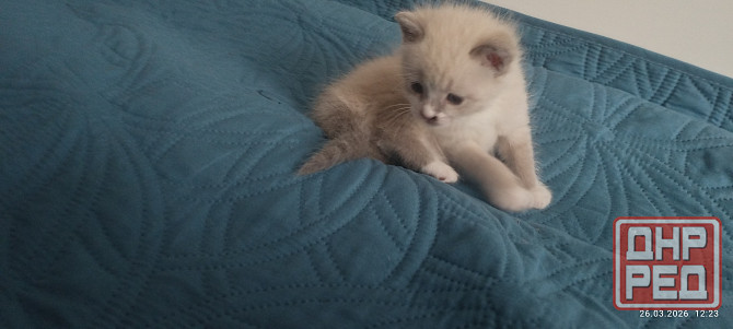 Котик Донецк - изображение 4