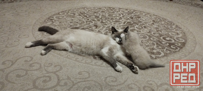 Котик Донецк - изображение 2