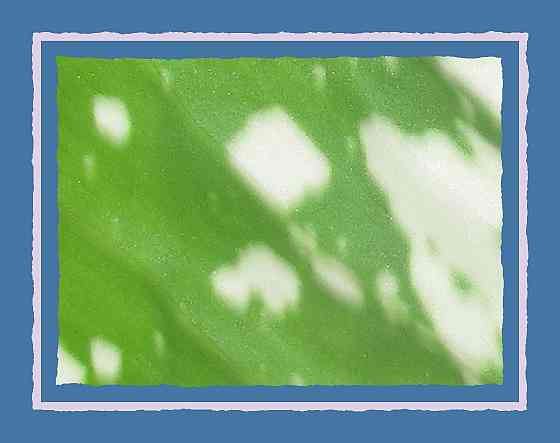 "Рухнули цена" на #картошечку Донецк