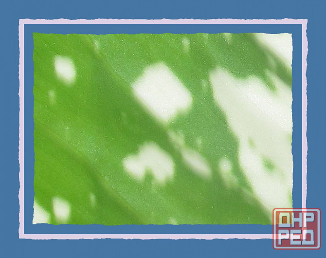 "Рухнули цена" на #картошечку Донецк - изображение 1