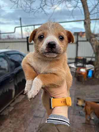 Раздаются щенки Донецк