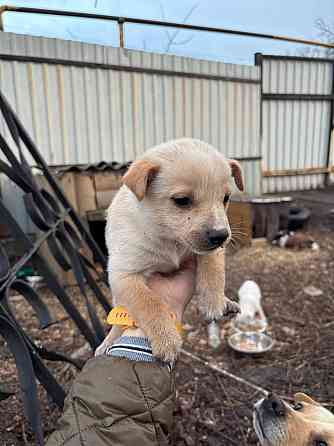 Раздаются щенки Донецк