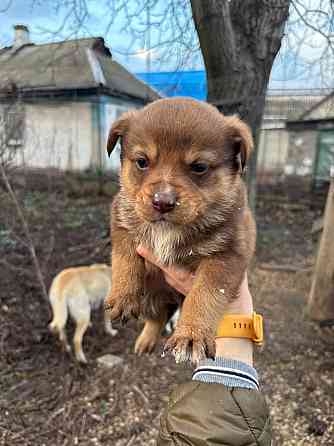 Раздаются щенки Донецк