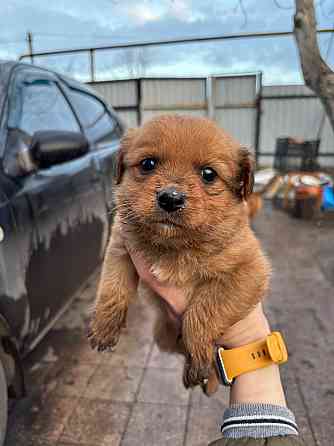 Раздаются щенки Донецк