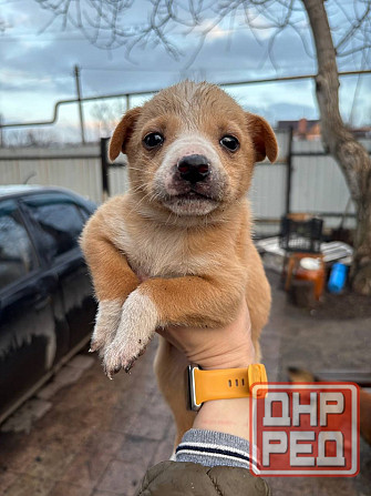 Раздаются щенки Донецк - изображение 4