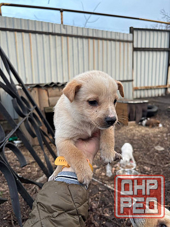 Раздаются щенки Донецк - изображение 2